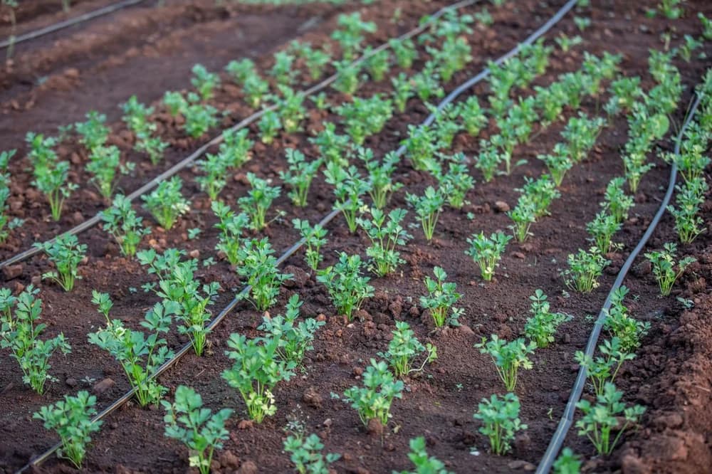 Irrigation system for 20 hectares